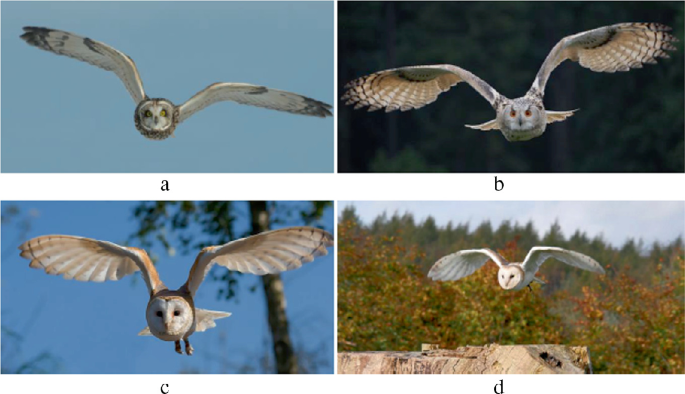 A Novel Unmanned Near Surface Aerial Vehicle Design Inspired by Owls for  Noise-Free Flight