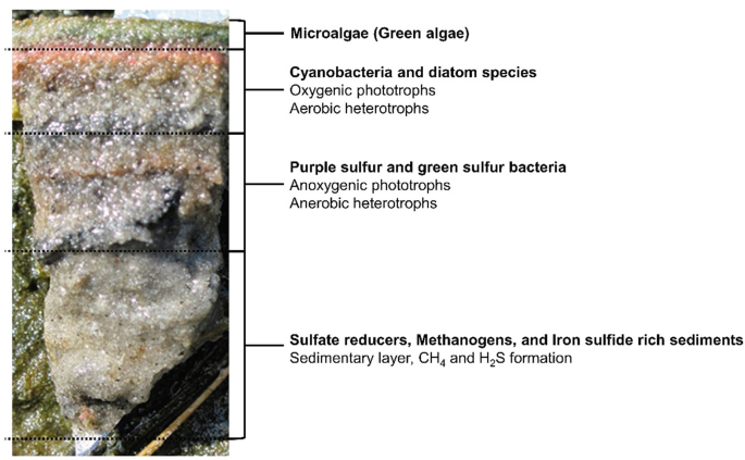 Microbial Mats and Its Significance in Biofuel Production | SpringerLink