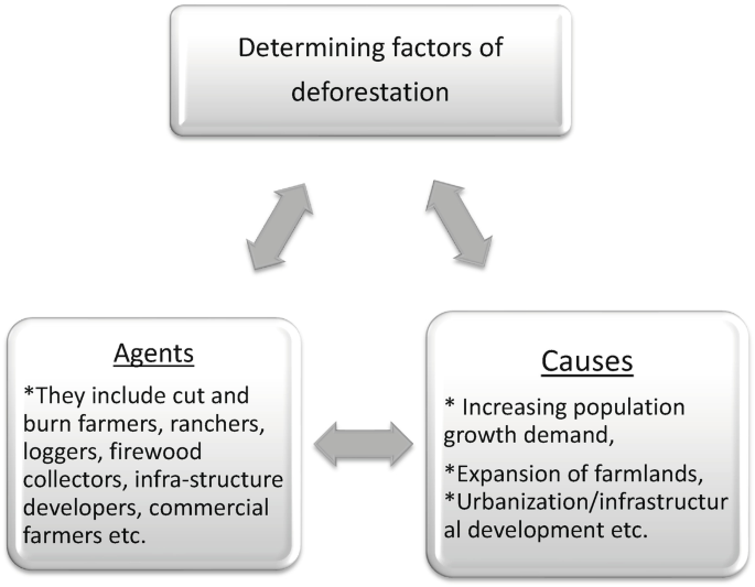 A flow diagram determines the factors of deforestation. Agents include cut and burn farmers, ranchers, loggers, firewood collectors, infrastructure developers, and commercial farmers. Causes include increasing population growth demand, expansion of farmlands, and urbanization.