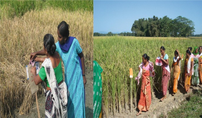 2 photographs of a woman and a girl placing a ballot on a pole in front of their preferred paddy field and a group of women passing a picturesque paddy field with a ballot pole in the foreground with trees and cloudless sky background.