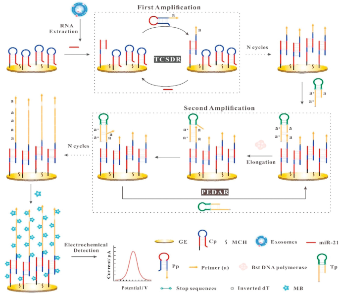 An illustration depicts R N A extraction, first amplification, N cycles, second amplification, N cycles, and electrochemical detection by plotting a graph of current versus potential.