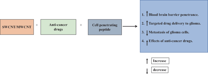 An illustration reads as S W C N T Slash M W C N T in addition to anti-cancer drugs in addition to cell-penetrating peptide gives 4 different actions. The upward and downward arrows represent increase and decrease are depicted.