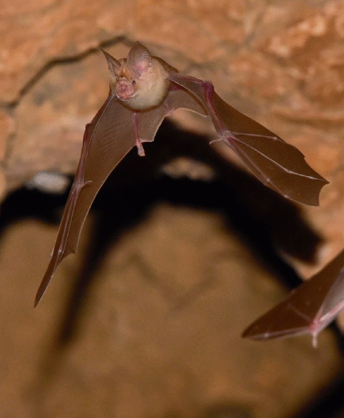 A photograph of a bat with two wings stretched. It flies inside the brown cave. A part of another bats wing is visible at the right side bottom.