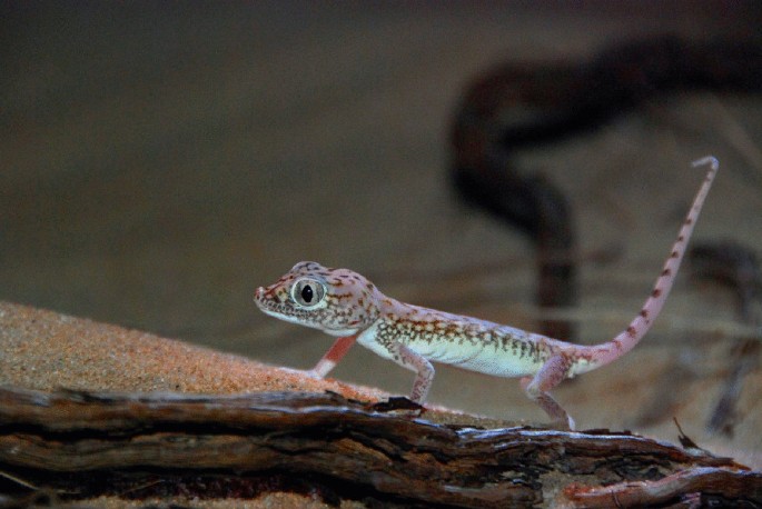 A photograph of a Gecko stands on a log near the desert sand. 3 legs are visible and the tail is raised high.