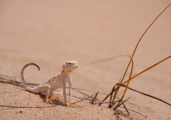 A photograph of a Gecko toad sits with its 4 legs visible and tail bent. It has dried grass near it.
