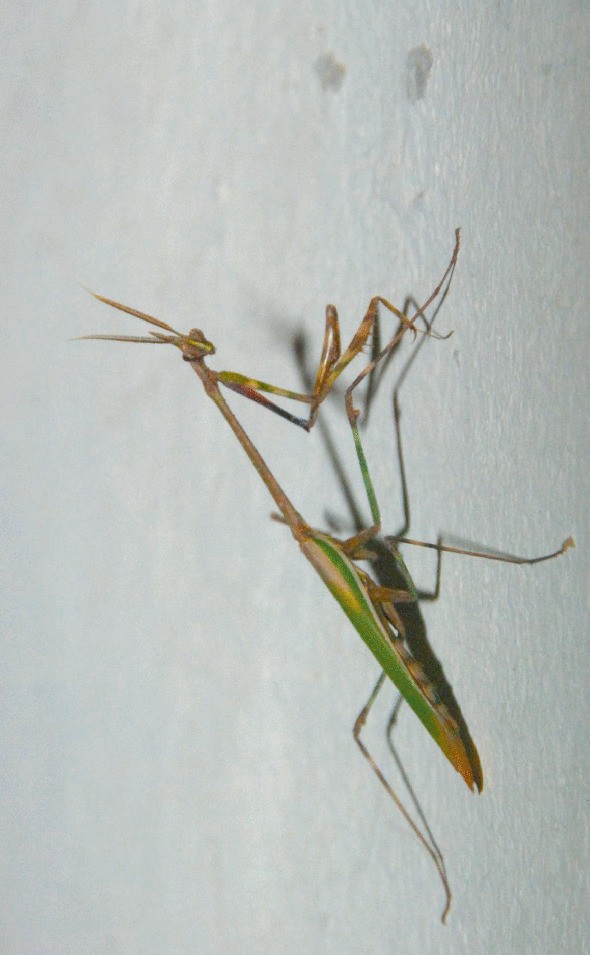 A photograph of an Empusa pennata insect. It is yellow and green in color.