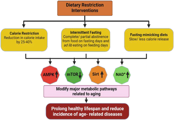 intermittent-fasting-as-an-anti-aging-strategy-springerlink