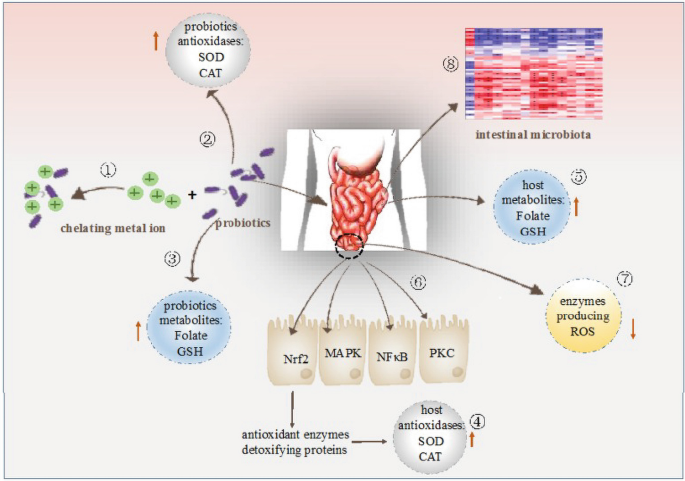 A schematic diagram with an intestine at the center represents the positive effect of antioxidative modulation by probiotics. Bifidobacterium animalis can scavenge superoxide anion and hydroxyl radicals in vitro and encourage antioxidase activities.