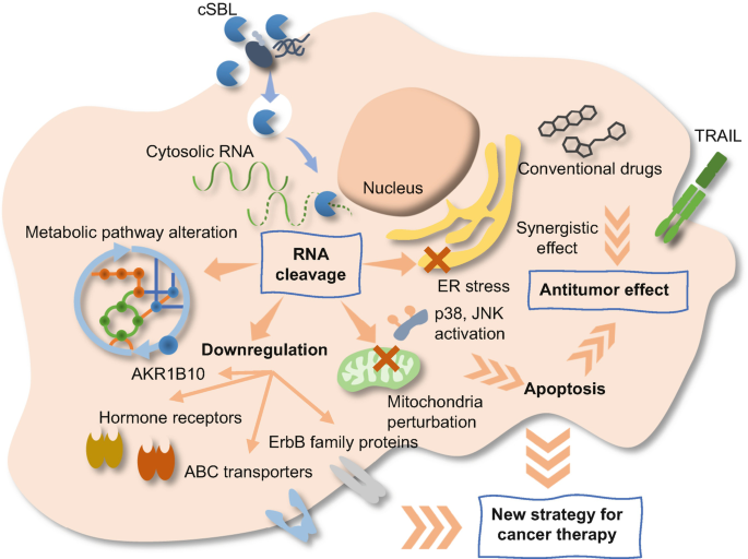 The model of cancer therapy involves some steps include R N A cleavage by metabolic pathway alteration, conventional drugs, mitochondria perturbation, and synergistic effect.