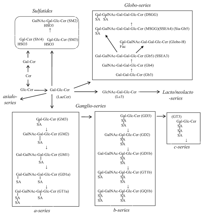 A flowchart depicts the pathways of three series: Sulfatides, Globo-series, and Ganglio-series. Ganglio series contain a-series, b-series, and c-series.