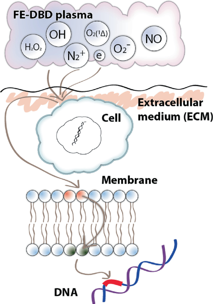 A diagram of a biomolecular process that consists of an F E - D B D plasma having various elements in it. These components then enter a cell in the extracellular medium or E C M and from there to the membrane, thus causing intracellular biological effects.