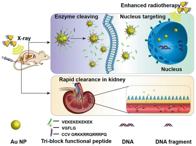 An illustration of how X-rays with A u N P are induced in mice which leads to enzyme cleaving, nucleus targeting via enhanced radiotherapy, and rapid clearance in the kidney.