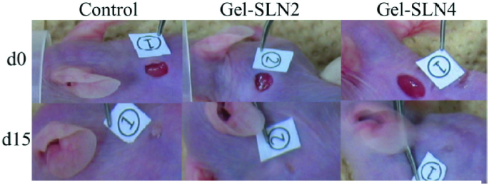 A series of images of the closure of a wound in mice under control, gel S L N 2, and Gel S L N 4 from day zero to day 15.