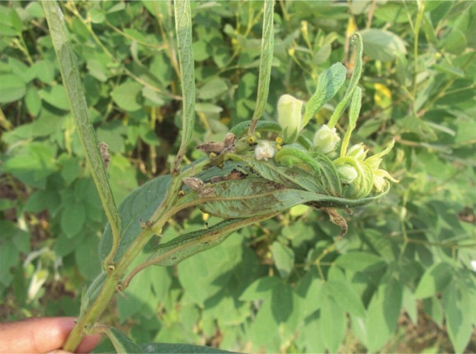 A photograph of a sesame plant with the leaves affected by Webber.