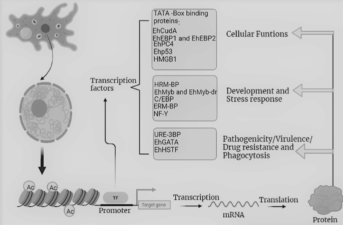 A flow diagram includes the following. 1. Entamoeba. 2. Nucleus. 3. Promoter with transcription factors. 4. Target gene, transcription. 5. m R N A, translation. 6. Protein. 7. Pathogenicity. 8. Development and stress response. 9. Cellular functions.