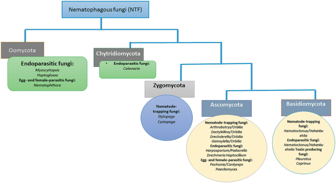 A flow diagram shows the classification of Nematophagous fungi into oomycote, Chytridiomycota, Zygomycota, Ascomycota, and Basidiomycota, which is further divided as endoparasitic fungi and nematode-trapping fungi with examples.