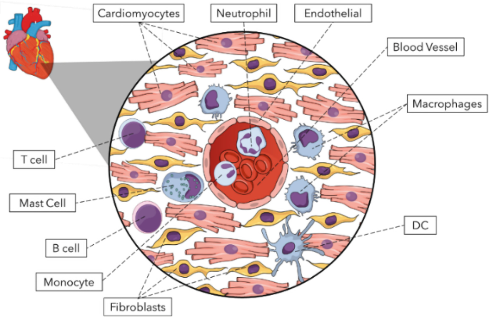 A diagram of a heart and zoomed view of the main cell types with labeled cardiac tissues. It includes cardiomyocytes, neutrophils, endothelial, blood vessels, macrophages, D C, fibroblasts, monocyte, B cell, mast cell, and T cell.