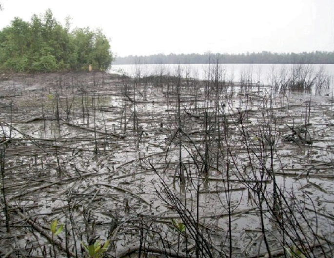 A photograph of the damaged mangrove forest caused by oil spillage. There are a lot of dry plants without leaves and very few green plants.