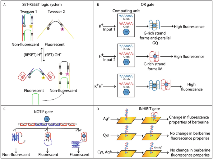 NMM and CV binding to GQ DNA. (A) Chemical structure of NMM and CV. (B)