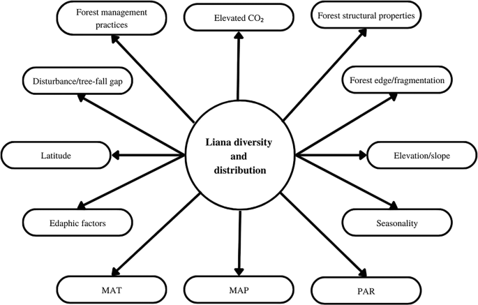 Ecology of Lianas: Diversity and Distribution | SpringerLink