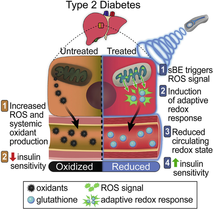 An illustration of untreated and treated type 2 diabetes. Untreated has following steps labeled, increased R O S and systemic oxidant production and decreased insulin sensitivity. Treated has following steps labeled, s B E triggers R O S signal, induction of adaptive redox response, reduced circulating redox state and increased insulin sensitivity.