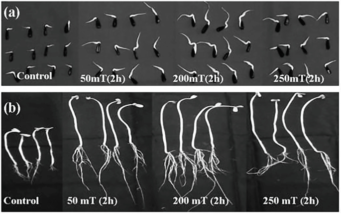 Two parts in a figure depict the effect of pre-germination exposure on the speed of germination and seedling vigor of sunflower seeds.