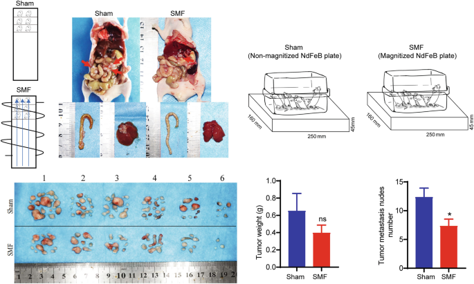 Five sets of images depict the effect of a moderate static magnetic field on ovarian cancer metastasis in mice. The images include diagrams and photos labeled Sham and S M F, and two bar graphs with error bars plot tumor weight and tumor metastasis nudes number versus sham and S M F, the value of sham in both graphs is higher than that of S M F.