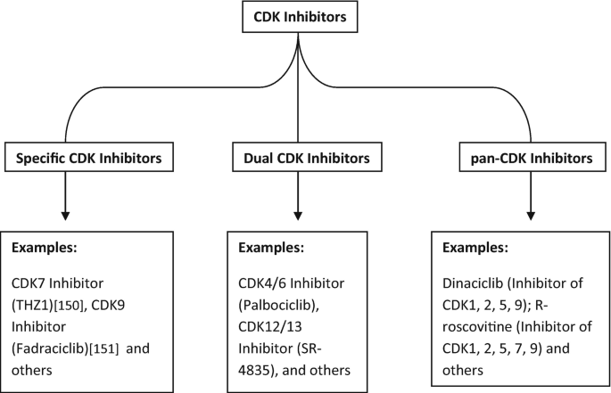 A flow chart of C D K inhibitors is divided into specific C D K inhibitors, dual C D K inhibitors, and pan C D K inhibitors, followed by their examples.