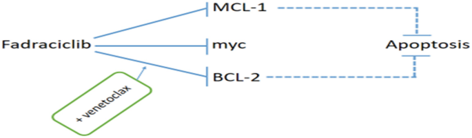 A chart of the induction of apoptosis with fadraciclib. Fadraciclib with venetoclax inhibits M C L 1, m y c, and B C L 2. These components lead to the inhibition of apoptosis.