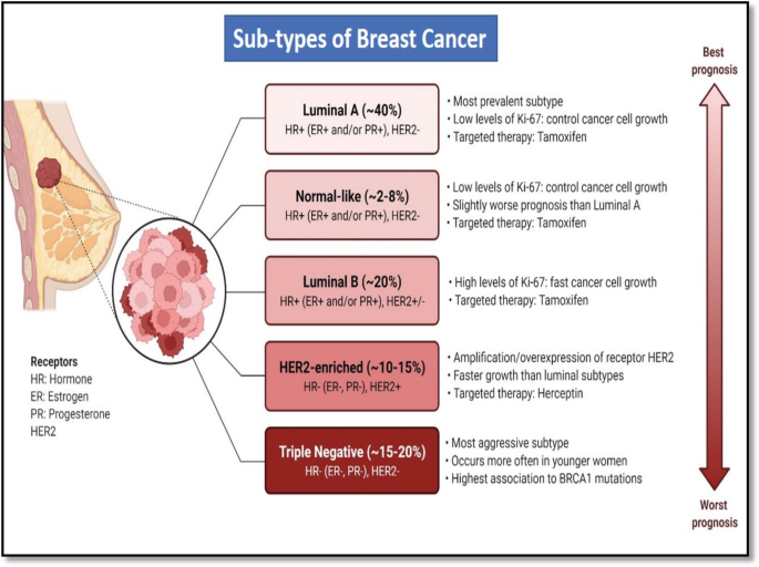 An illustration of subtypes of breast cancer includes luminal A, normal like, luminal B, H E R 2 enriched, and triple negative.