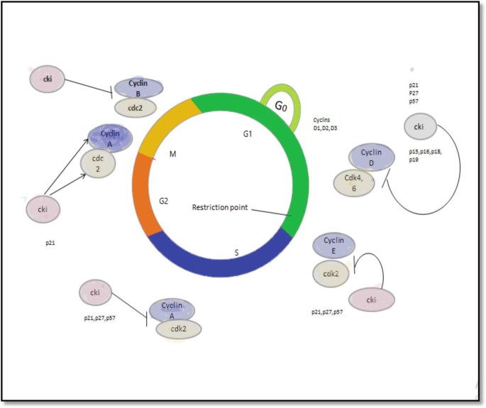 An illustration of the mammalian cell cycle includes G 1, S, G 2, and M. There is a restriction point between G1 and S.