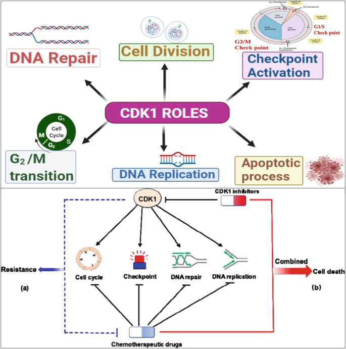 A schematic diagram explains the different functions of C D K 1, including cell division, checkpoint activation, apoptotic process, D N A replication, and G 2 M transition.