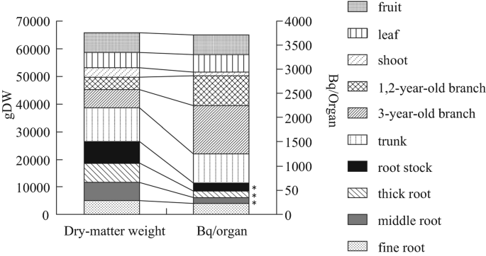 A stacked column chart plots g D W on the y axis versus dry matter weight and B q or organ. Leaves and fruit exhibit the highest concentration of radiocesium as becquerel equivalents.