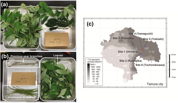 2 photographs displaying a tray filled with leaf samples. A map of Tamura city on the right locates six sites of Cesium deposits.