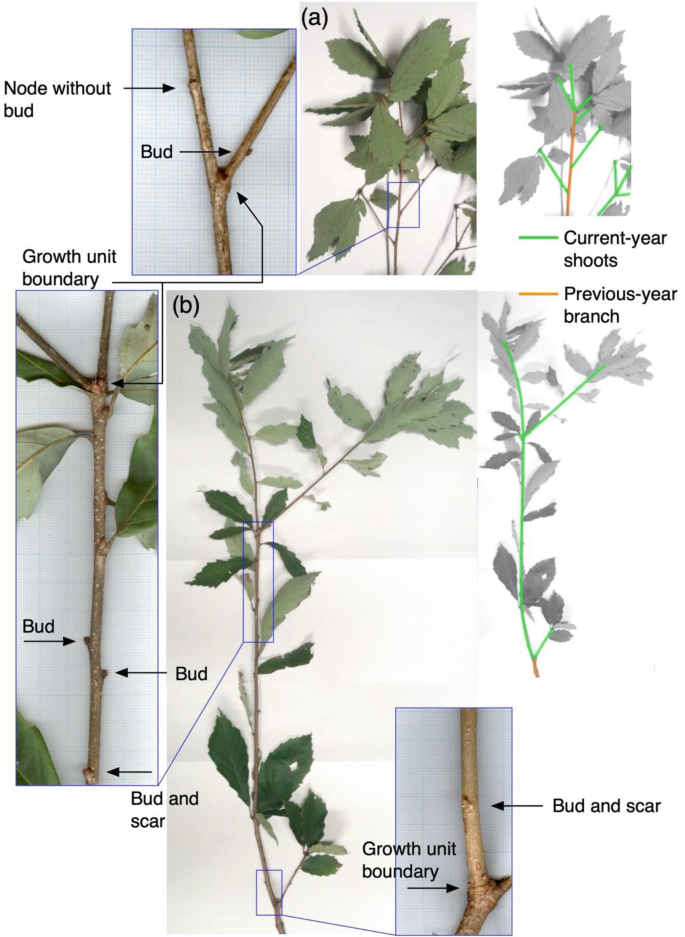 3 photographs of current year shoots and previous year branches by leaves and winter buds and identification of primary, secondary, and tertiary growths. It depicts node without bud, bud, growth unit boundary, bud and scar, and others for current year shoots and previous year branches.