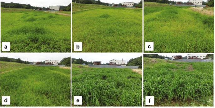 6 photos a through f present good growth of grass in the plots.