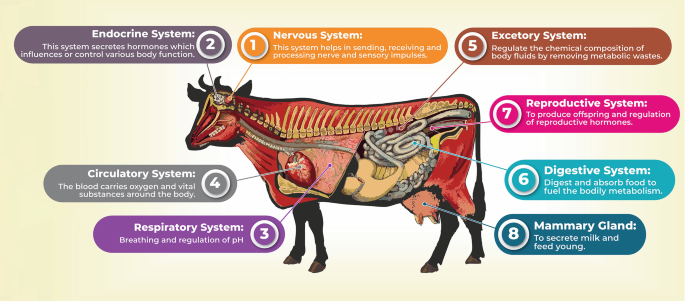 A diagram of a dairy cow and its internal anatomy. The seven systems, namely the nervous, endocrine, respiratory, circulatory, excretory, digestive, and reproductive systems, are indicated, and the mammary glands are also observed.
