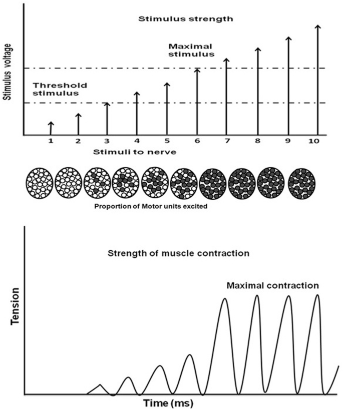 Graph one represents stimulus voltage versus stimuli to the nerve, the threshold stimulus continues to rise to the maximal stimulus. Diagrams of the motor units that are excited. Graph two represents tension versus time in milliseconds, and the plotted solid line is in a fluctuating rising trend.