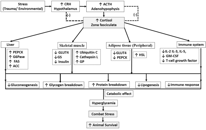 A flow diagram of cortisol zona fasciculata. Its functions are detailed in the liver, skeletal muscles, adipose tissue, and the immune system, and the catabolic effects in animal survival.