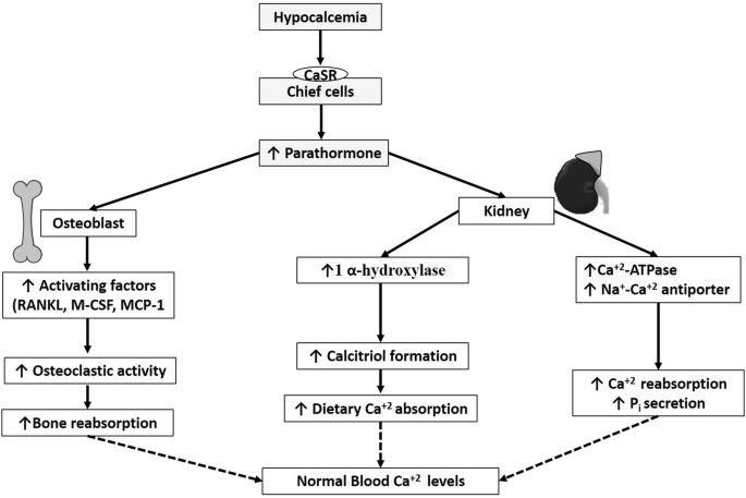 A flow diagram of hypocalcemia. The C a S R chief cells are increased by the parathormone extracted from the osteoblast and kidney in regulating the normal blood calcium ion levels.