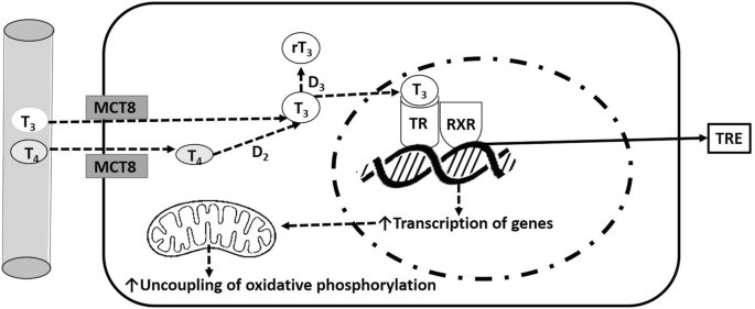 An illustration of a process that involves T 3 and T 4 in T R E. It presents the uncoupling of oxidative phosphorylation and transcription of genes. Labels include M C T 8, D 2, D 3, r T 3, T R, and R X R.