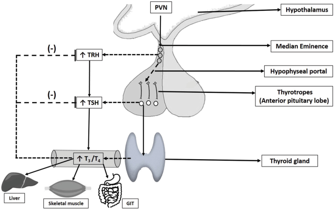 A flow diagram illustrates the secretion of thyroid hormone. The P V N in the hypothalamus travels through median eminence, hypophyseal portal, and thyrotropes and releases T R H and T S H. the T 3 and T 4 are then flow into the liver, skeletal muscle, and G I T, through the thyroid gland.