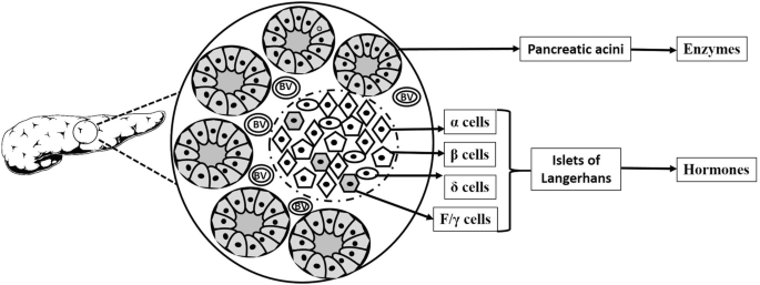 An illustration of pancreas histology. The enlarged inset details the alpha, beta, delta, and gamma cells in the islets of Langerhans and hormones. The circular-shaped pancreatic acini and enzymes are labeled.