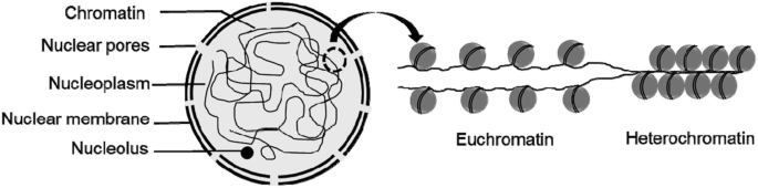 A diagram of the nucleus has the following labels: chromatin, nuclear pores, nucleoplasm, nuclear membrane, and nucleolus. An arrow from the nucleus points towards euchromatin and heterochromatin on the right.