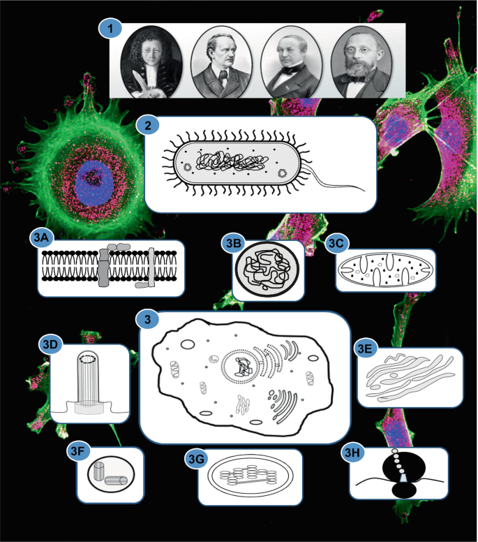 1. 4 photographs. From left to right, Robert Hooke, Matthias Schleiden, Theodor Schwann, and Rudolph Virchow. 2. A diagram of a prokaryotic cell. There are diagrams of the biomembrane, a nucleus, and mitochondria below it. 3. A diagram of an eukaryotic cell along with diagrams of the structures of the cytoskeleton, Golgi apparatus, centriole, chloroplast, and ribosome.