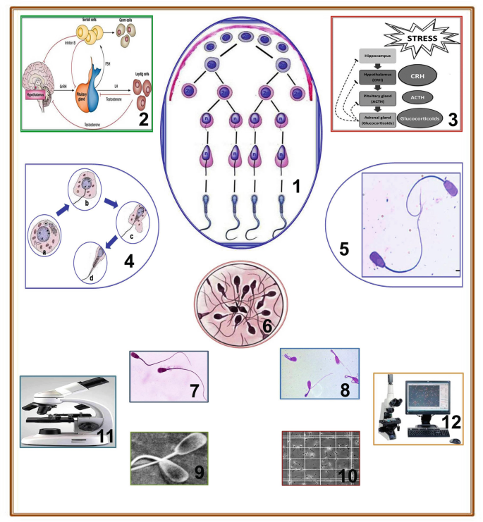 A set of 12 illustrations includes the process of sepermogenesis, the cell division of stem cells, different types of stress, how mature spermatozoa develop tails and heads, a complete spermatozoa with a long tail, sperm mobility, a microscopic image of sperms, and two semen analyzers.