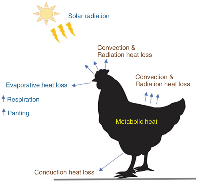 Tour de cou chaud BIRDS thermorégulant
