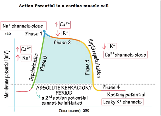 Cardiovascular System | SpringerLink