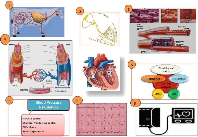 8 illustrations. 1. An illustration of a cow with the cardio and nervous system highlighted.2. An illustration of the heart. 3. Illustrations of the cardiac muscle cells, nucleus, Mitochondrion and Sarcoplasmic reticulum. 4. An illustration of the artery, vein and capillary and The sagittal view of the heart. 5. The cardiac output depends on physiological, temperature, age, hormones and stress. 6. An illustration of ECG machine setup. 7. A echocardiograph report. 8. A block diagram represents Blood pressure regulation depends on nervous control, chemical/endocrine control, ECF volume and Renin Angiotensin.