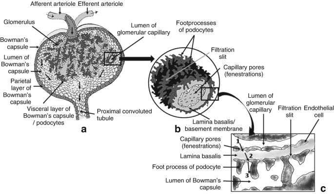 A schematic diagram of the components of the renal corpuscle. Some labeled parts are the afferent arteriole, filtration slit, and the lumen of Bowman's capsule.